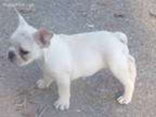 French Bulldog Puppy for sale in Sylacauga, AL, USA