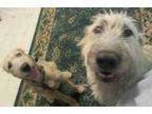 Irish Wolfhound Puppy for sale in Colorado Springs, CO, USA