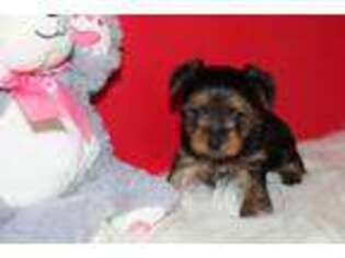 Yorkshire Terrier Puppy for sale in Neelyville, MO, USA
