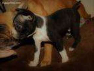 Boston Terrier Puppy for sale in Bushnell, FL, USA