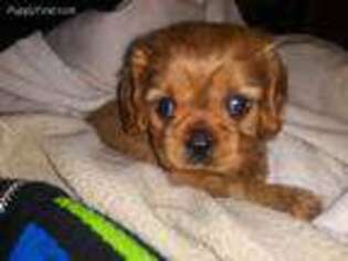 Cavalier King Charles Spaniel Puppy for sale in Swartz Creek, MI, USA