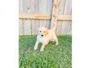 Goldendoodle Puppy for sale in Tomball, TX, USA