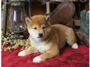 Shiba Inu Puppy for sale in Selinsgrove, PA, USA