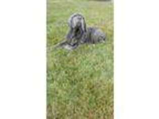 Neapolitan Mastiff Puppy for sale in Loogootee, IN, USA