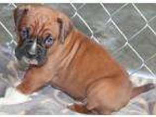 Boxer Puppy for sale in Johnson, VT, USA
