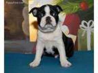 Boston Terrier Puppy for sale in Lagrange, IN, USA