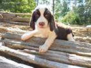 English Springer Spaniel Puppy for sale in Clarks Hill, SC, USA