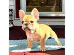 French Bulldog Puppy for sale in Bergenfield, NJ, USA