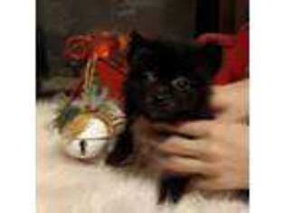 Pomeranian Puppy for sale in Houston, MO, USA