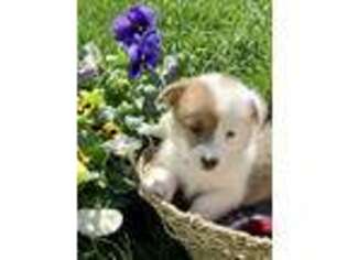 Pembroke Welsh Corgi Puppy for sale in Elizabethtown, PA, USA