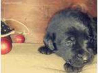 Labrador Retriever Puppy for sale in Cross Timbers, MO, USA
