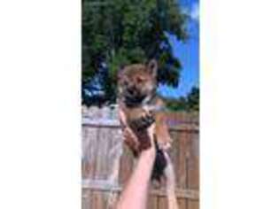 Shiba Inu Puppy for sale in Kendallville, IN, USA