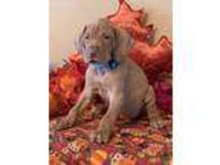 Vizsla Puppy for sale in Gaffney, SC, USA
