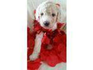 Goldendoodle Puppy for sale in Elkhart, IN, USA