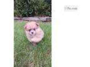 Pomeranian Puppy for sale in Fort Wayne, IN, USA