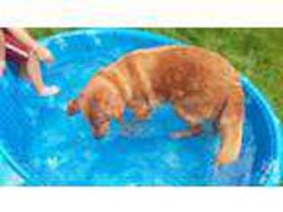 Golden Retriever Puppy for sale in HOODSPORT, WA, USA