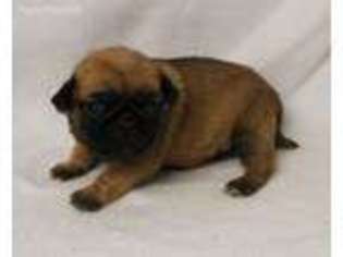 Pug Puppy for sale in Ralston, OK, USA