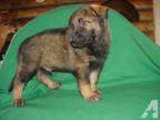 German Shepherd Dog Puppy for sale in SHELL KNOB, MO, USA