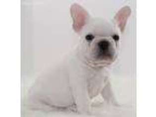 French Bulldog Puppy for sale in Mission, TX, USA