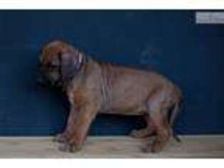 Rhodesian Ridgeback Puppy for sale in Phoenix, AZ, USA