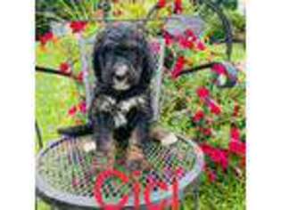 Mutt Puppy for sale in Wartburg, TN, USA