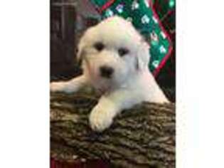 Great Pyrenees Puppy for sale in Orient, OH, USA