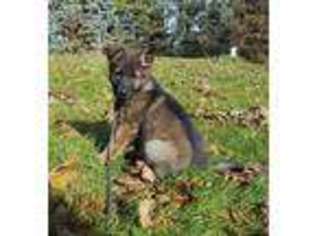 German Shepherd Dog Puppy for sale in East Troy, WI, USA