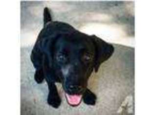 Labrador Retriever Puppy for sale in ALLEN, TX, USA