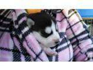 Siberian Husky Puppy for sale in CHRISTMAS, FL, USA