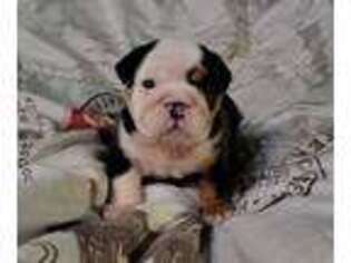 Bulldog Puppy for sale in Newark, OH, USA