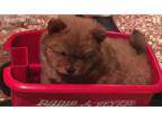 Chow Chow Puppy for sale in Vancouver, WA, USA