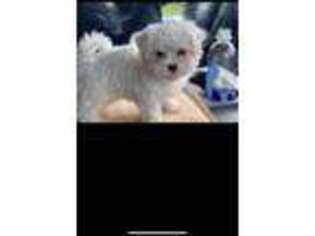 Maltese Puppy for sale in Niles, MI, USA