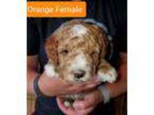 Goldendoodle Puppy for sale in Saint Paul, KS, USA