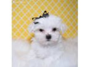 Maltese Puppy for sale in Memphis, MO, USA