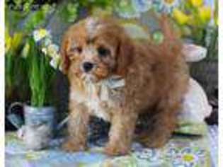 Cavapoo Puppy for sale in Queens Village, NY, USA