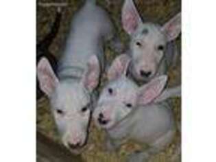 Bull Terrier Puppy for sale in Macomb, MI, USA