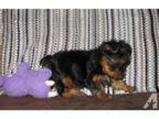 Yorkshire Terrier Puppy for sale in LA FOLLETTE, TN, USA