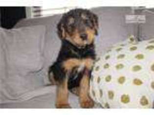 Airedale Terrier Puppy for sale in Canton, OH, USA