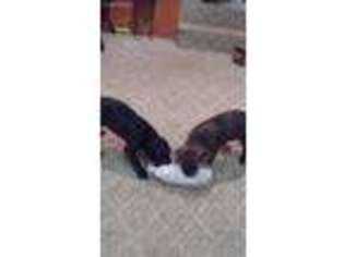 Cane Corso Puppy for sale in Branford, CT, USA