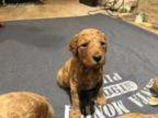 Goldendoodle Puppy for sale in Elkhart, IL, USA