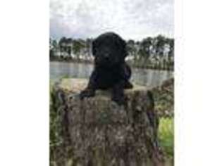 Mutt Puppy for sale in Lucedale, MS, USA