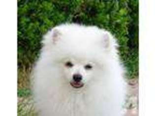 Pomeranian Puppy for sale in MIDDLETOWN, MD, USA
