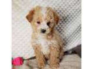 Shorkie Tzu Puppy for sale in Childress, TX, USA