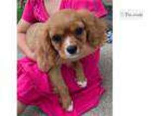 Cavalier King Charles Spaniel Puppy for sale in Indianapolis, IN, USA