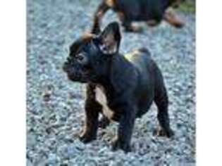 French Bulldog Puppy for sale in Deerfield, IL, USA