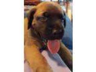 Mastiff Puppy for sale in Cisco, TX, USA