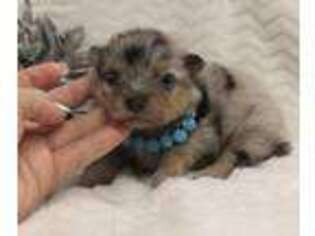 Pomeranian Puppy for sale in Mcdonough, GA, USA
