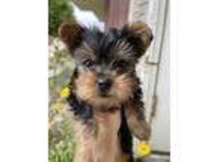 Yorkshire Terrier Puppy for sale in Burbank, CA, USA