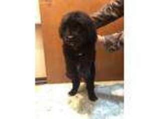 Newfoundland Puppy for sale in Kent, WA, USA