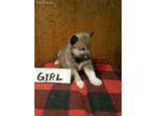 Alaskan Malamute Puppy for sale in Elizabethtown, PA, USA